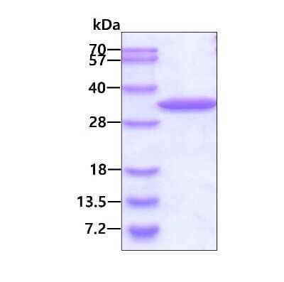 SDS-Page: Recombinant Human AUH His Protein [NBP1-50922] - 3ug by SDS-PAGE under reducing condition and visualized by coomassie blue stain.